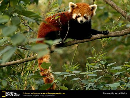 Red Panda in the Trees - pandas, red, cute, endangered, red pandas, animals