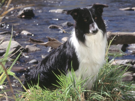 Border Collie  - river, animals, dogs, cute, border collies, black-and-white