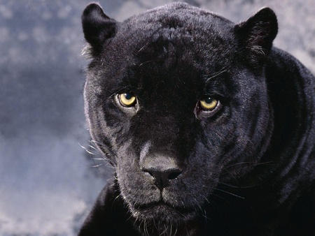 Black panther 1 - panther, black leopard, leopard, wallpaper, black, animals, beautiful, yellow, hd, eyes, cats, big cats, wild, nature, color