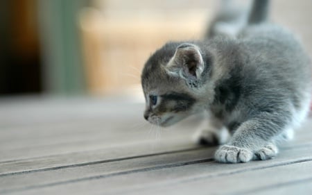 Learning to walk - cute, cats, kittens