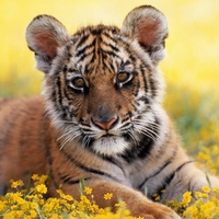 Tiger cub