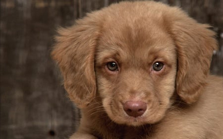 puppy 1 - cute, puppies, dogs