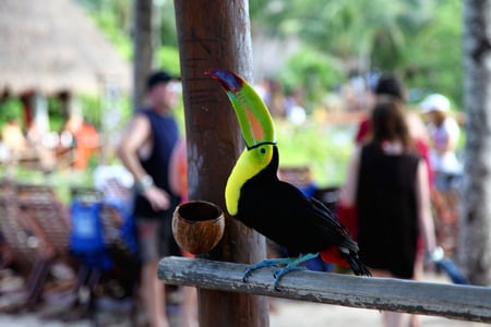 Toucan - animals, birds