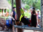 Toucan