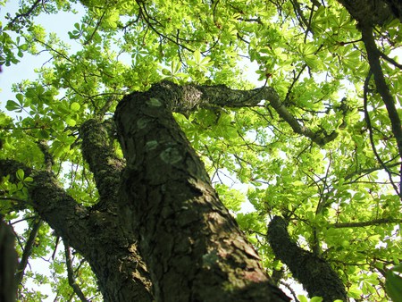 ~Old tree~ - nature, summer, green, brown, old, tree, leaves