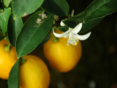 orange - white, orange, flower, fruit