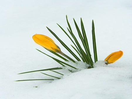 crocus - white, yellow, flower, snow