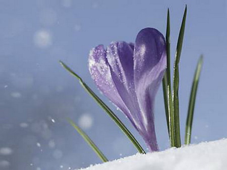 crocus - sky, flower, purple, snow