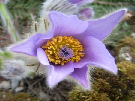 pulsatille - purple, mountain, flower, soft