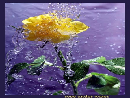 rose - water, single, yellow, flower