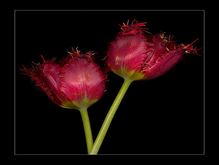 tulips - fluffy, together, flower, crimson