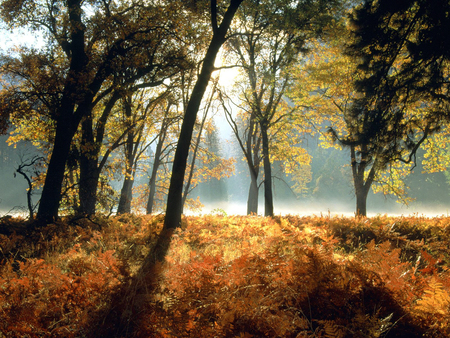 Autumn Landscape - nature, autumn, landscape