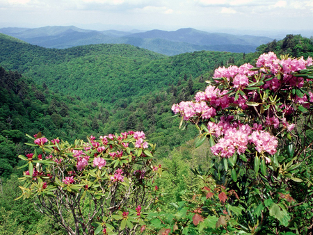 Bush - nature, bush