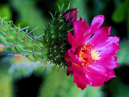 cactus - flower, cactus, purple, green