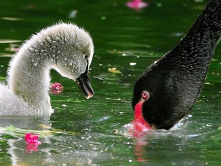 swan - lake, black, petals, little