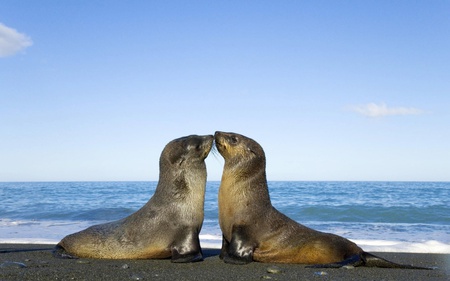 antarctic fur seal love - seals, animals