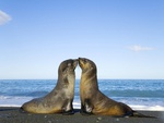 antarctic fur seal love