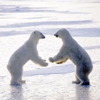 polar bears joy