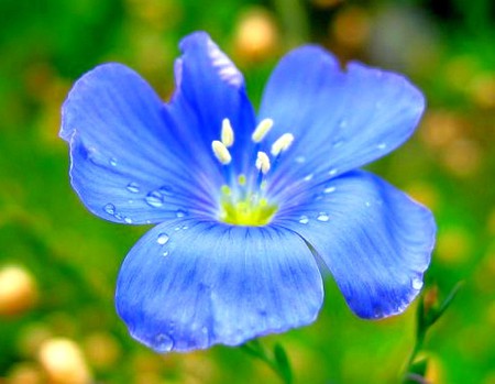 Blue Flower - blue flower, picture, cool