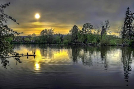 Cool Lake - moon, lake, trees, bird, picture, lakes, reflection, cool, forest, beautiful