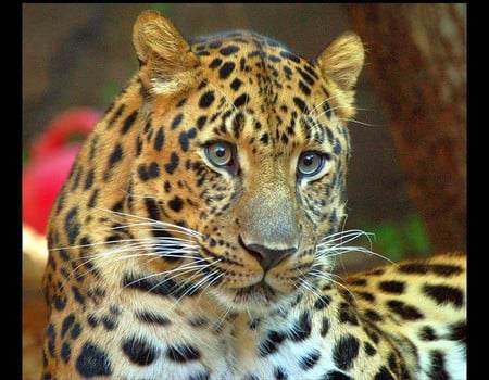 Big Cat - picture, big cat, beautiful