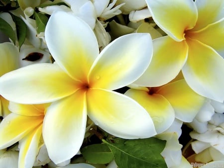 tropical plumeria flower - flowers, white, exotic beauty, nature, yellow, tropical plumeria flower, leaves