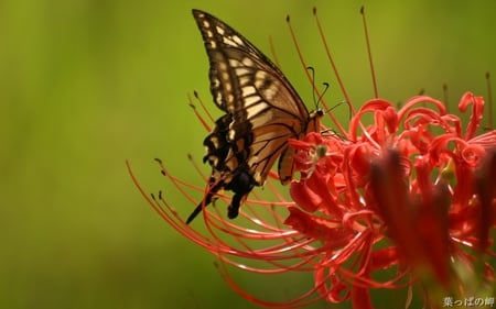 natural beauty................... - beautiful, photo, flower, gentle, nature, red, green, butterfly, peaceful