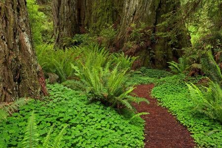 California - calm, trees, californianature, beautiful, grass, forest, fern, green, time, america, peaceful