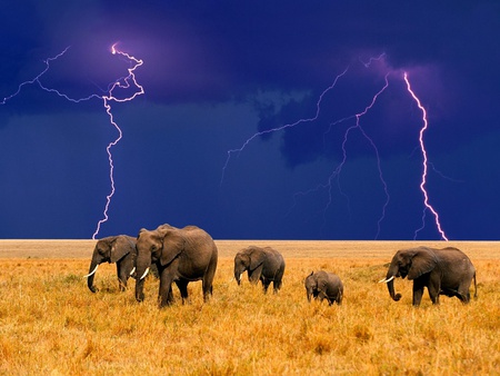 wild nature - yellow, savanna, blue, beautiful, grass, animal, nature, elephant, lightning, sky, wildlife