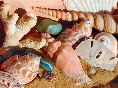 shell - shell, sea, beach, beautiful