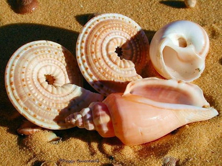 shell - shell, sea, beach, beautiful