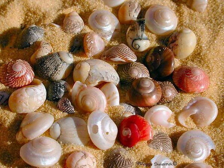 shell - shell, sea, beach, beautiful