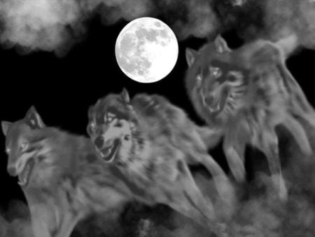 Ghost Pack . jpg - moon, ghost, fox, mist, pack, three