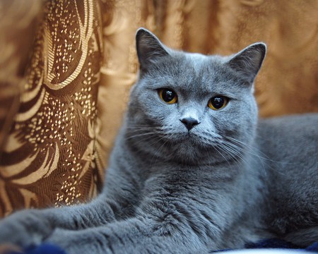 HERES LOOKING AT YOU KID - grey, beautiful, coat, smokey, name, loveable, color