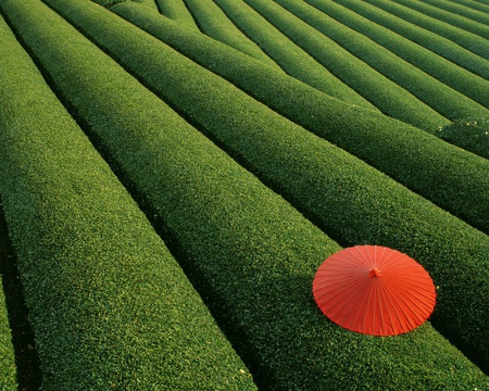 LOST PARASOL - red and green, parasol, garden