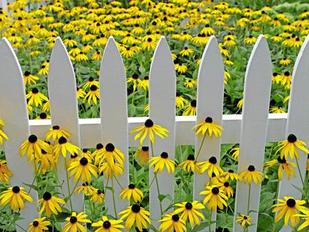 At About Daisies - pistils, yellow, summer, amazing, daisy, frontier, spring, photo, peace, leaves, flowers, daisies, sunflower, garden, plants, nice, beautiful, hot, photography, about, beauty, cool, fence, petals, natural, white, nature, awesome, green, at, leaf