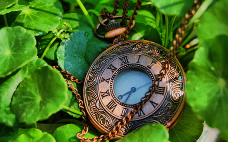 LOST THE TIME IN THE GARDEN - leaves, green, pocket watch, garden