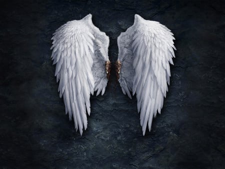 CUT WINGS - angel wings, cut, white on black