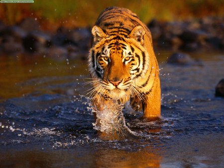 Creek Crossing Bengal Tiger - animal, nature, tiger, creek