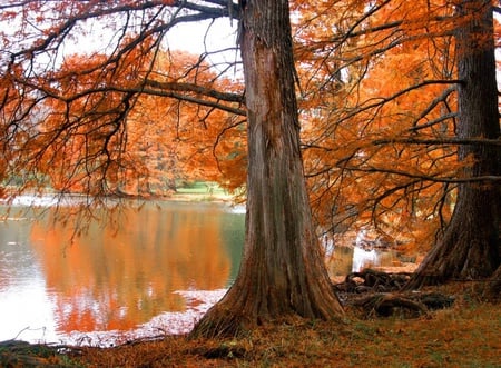 Autumn Lake - scenery, rivers, brown, scene, scenario, trunks, plants, seasons, nice, brack, pond, leavesm land, natural, pines, white, grasslands, nature, autumn, lakes, reflections, yellow, amazing, landscape, grass, forests, transparent, mirror, red, sky, clouds, branches, trees, water, beautiful, reflected, cool, orange, awesome, lagoons, panorama, leaf, environment