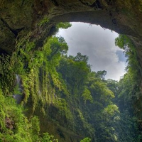 The Trees Grow on the Slope of the Rock