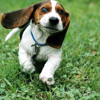 basset hound funny dog