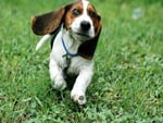 basset hound funny dog