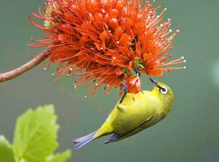 Bird and bud - feeding, leaves, orange, green, bird, flower