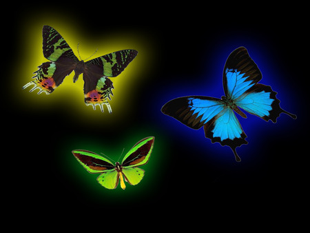 butterflies in the dark - butterfly, fantasy, beautifull