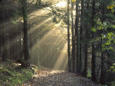 Morning sun rise - forest, sun