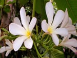 White flowers