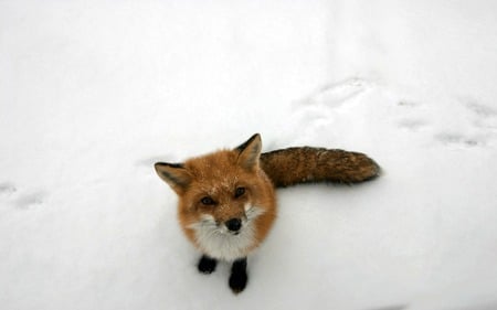 Waiting for Scraps - brush tail, snow, paws, nose, white, cold, cute, eyes ears, red fox