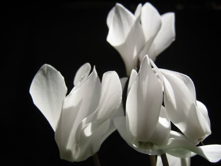 Cyclamen Closeup - nature, black background, cyclamen, flower, closeup