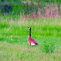 Lone Goose